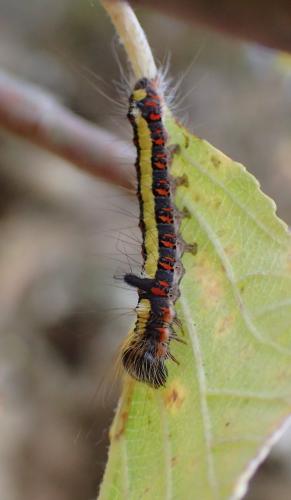 Réf. 251 468 : Acronicta psi